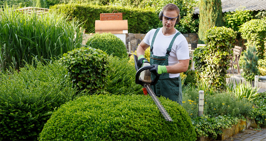 Lawn Panther Landscaping Hedge & Tree Trimming