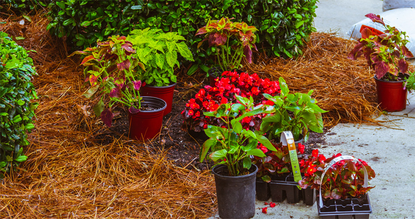 Pine straw installation in NC landscape bed Pine Straw installation in Fuquay-Varina