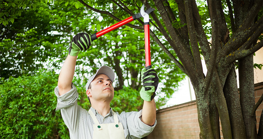 Lawn Panther Landscaping Hedge & Tree Trimming