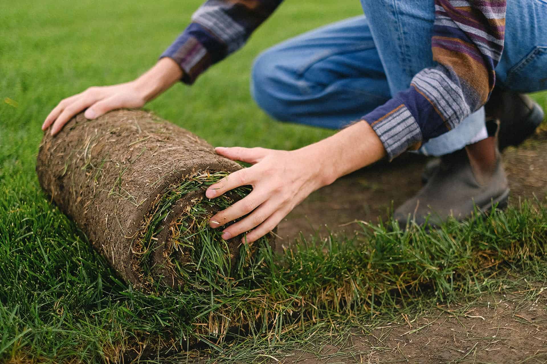 Sod Installation by Lawn Panther