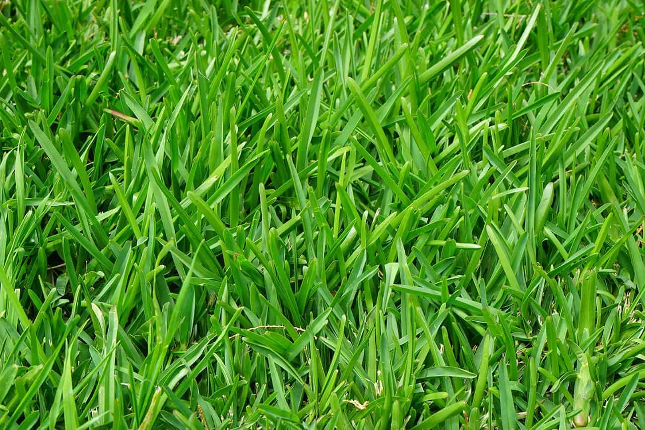 Lawn Panther Landscaping, Turf and Weed Control - Fuquay-Varina