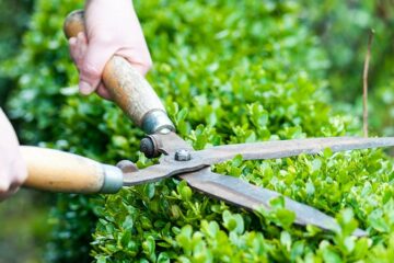 Lawn Panther Landscaping Hedge & Tree Trimming