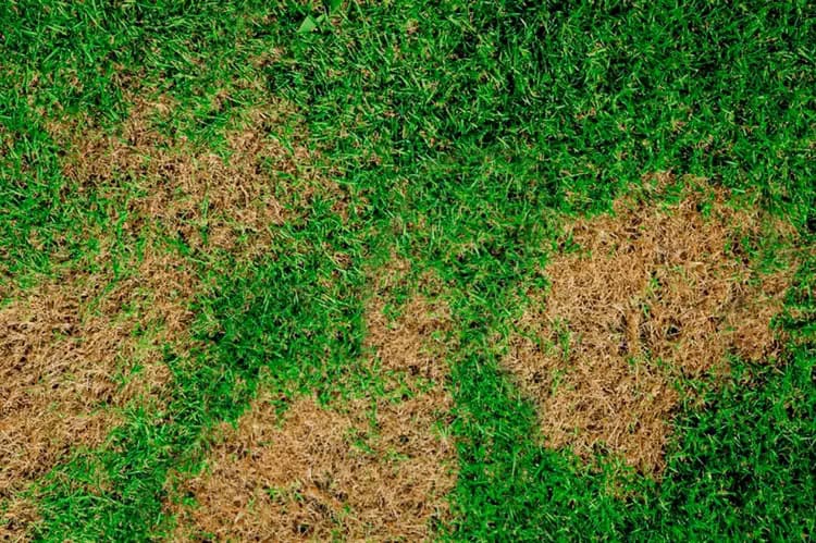 Lawn Pest and Fungus Applications for Holly Springs Brown Spot in Bermuda Pest Control Services Page - Lawn Panther - Fuquay-Varina