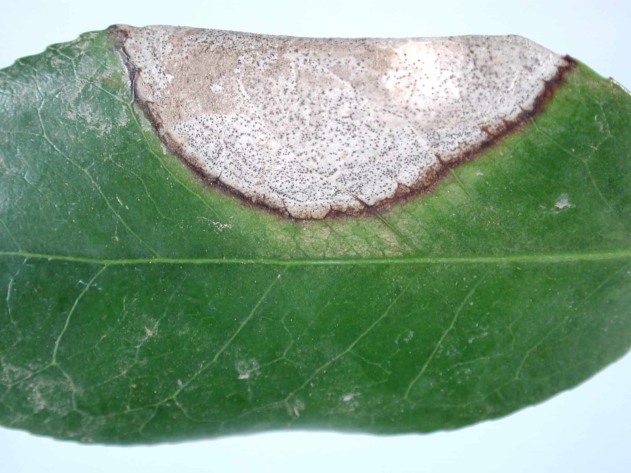 Camellia necrosis