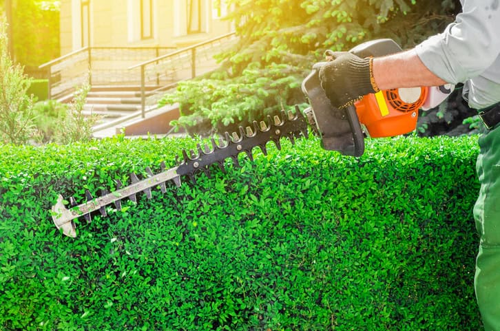 Overgrown and Neglected Shrubs trimmed by Lawn Panther in NC