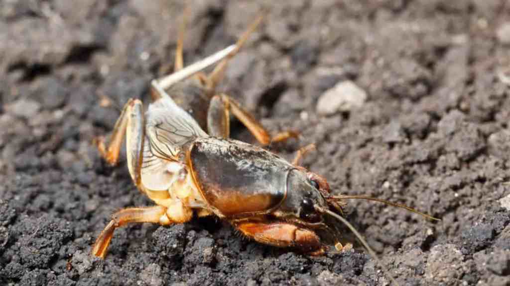 Mole Cricket Pest Control Services Page - Lawn Panther - Fuquay-Varina