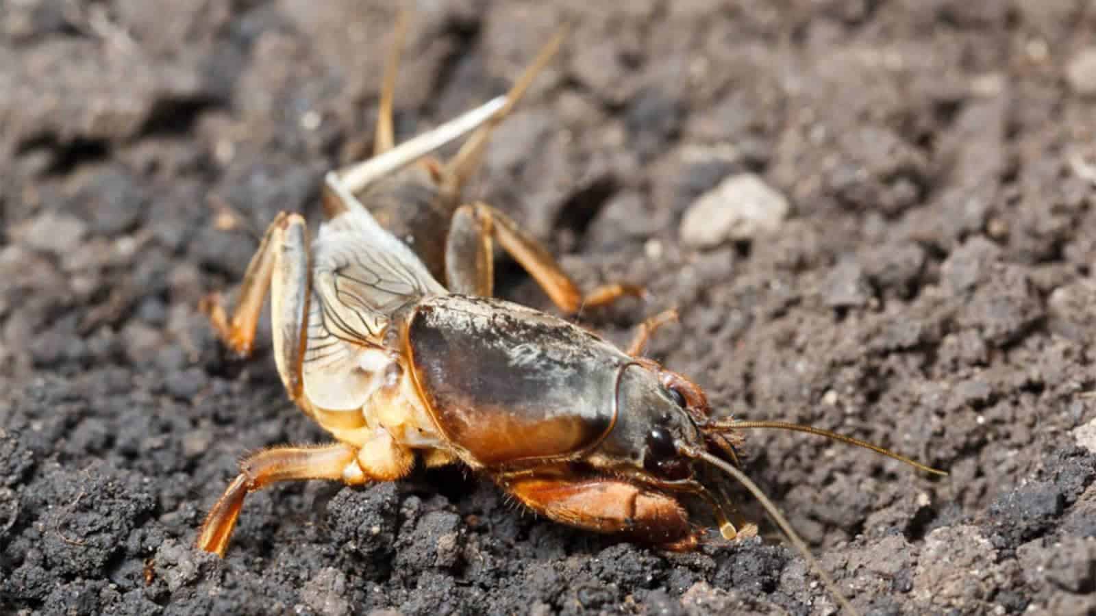 Mole Cricket