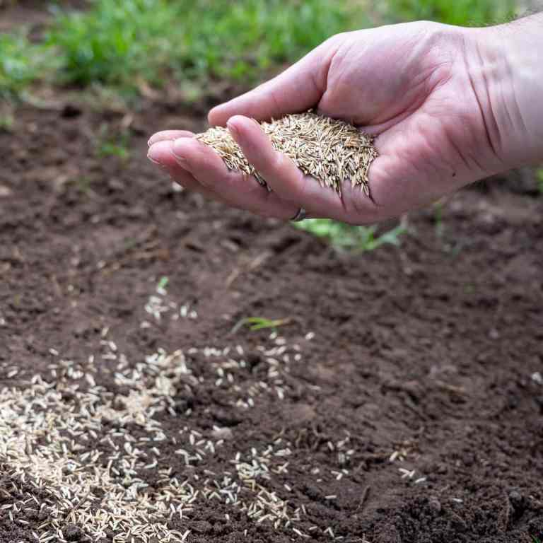 Over Seeding Lawn Panther Landscaping, Turf & Weed Control - Fuquay-Varina