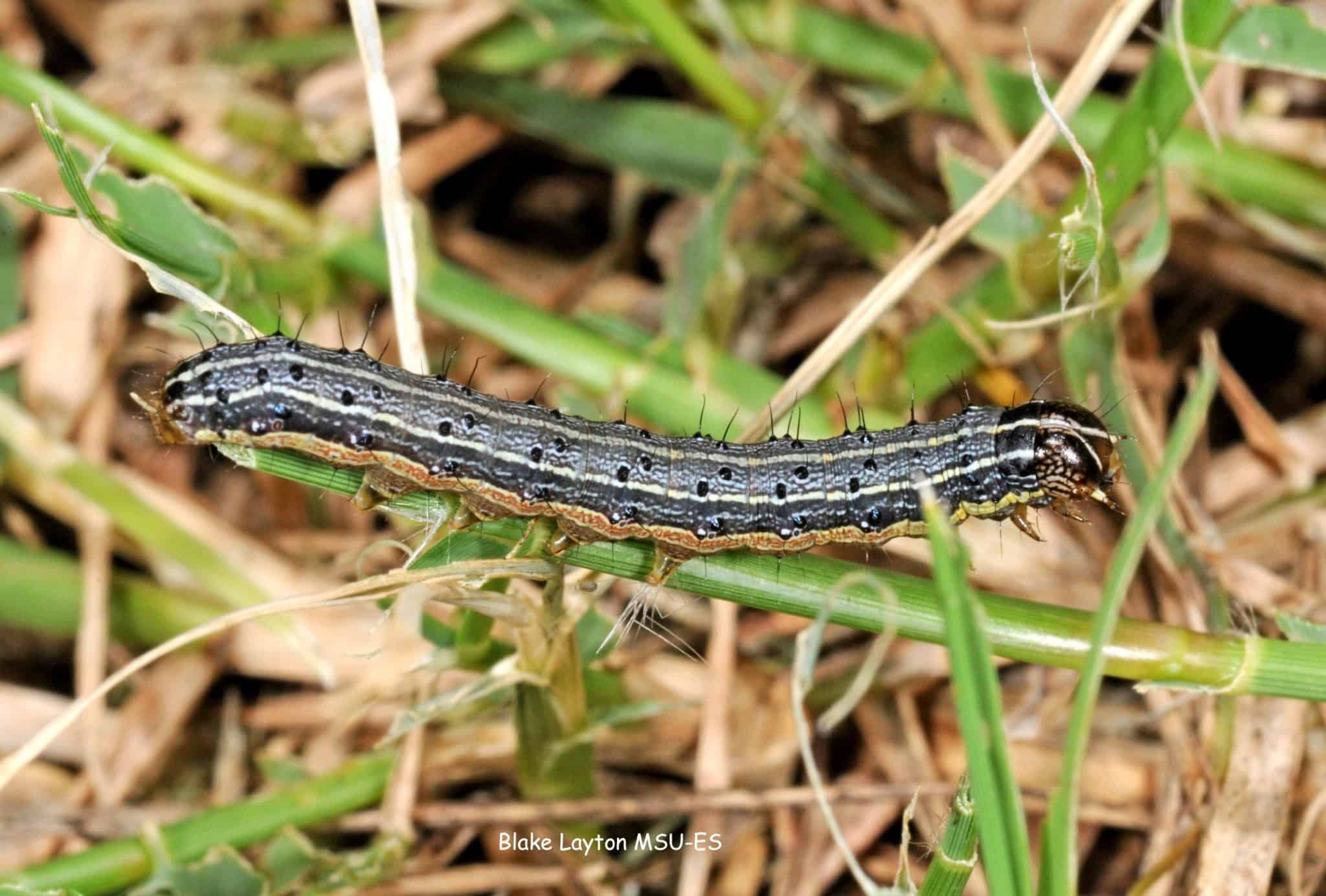 army worm in turf