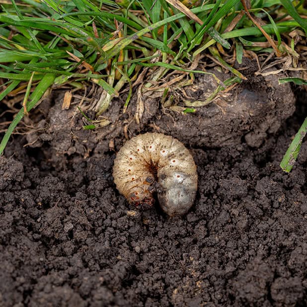 Grub Control