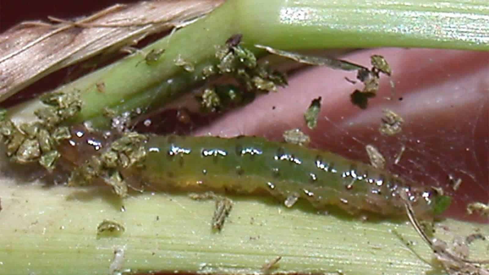 sod webworm