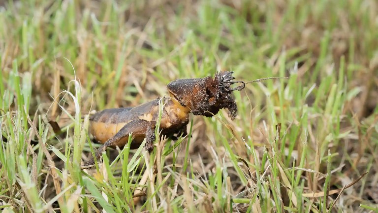 Mole cricket in North Carolina grass by lawn Panther