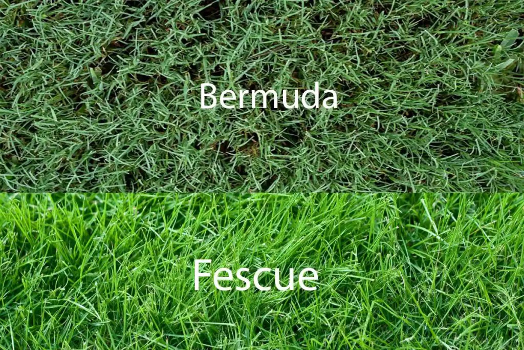 Comparison of Fescue and Bermuda in North Carolina by Lawn Panther
