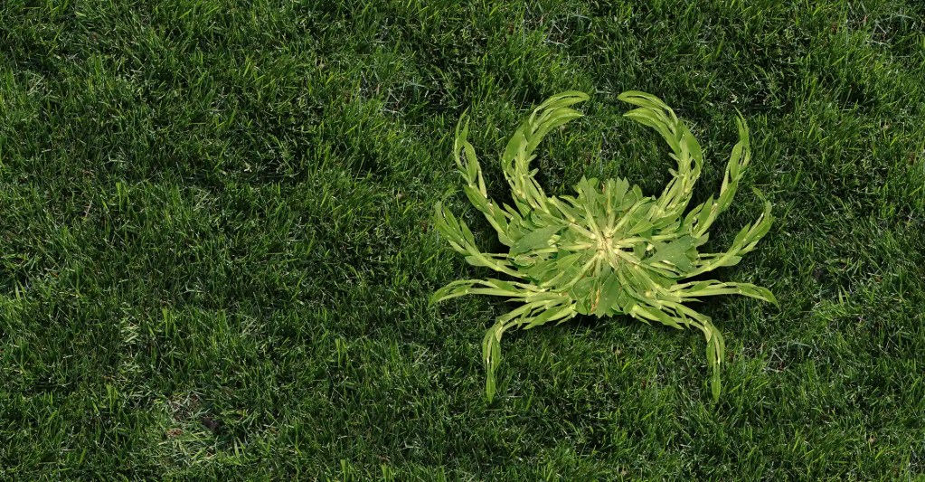 Crabgrass weed in a green North Carolina lawn