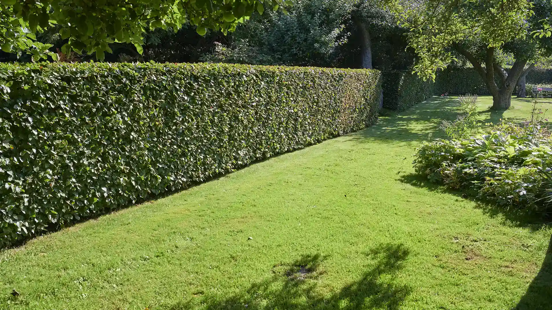 Trimmed hedges and shrubs by Lawn Panther in the Triangle, North Carolina