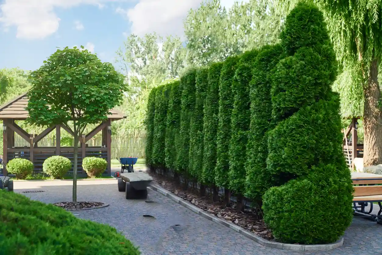 Evergreen Hedges trimmed by Lawn Panther in NC