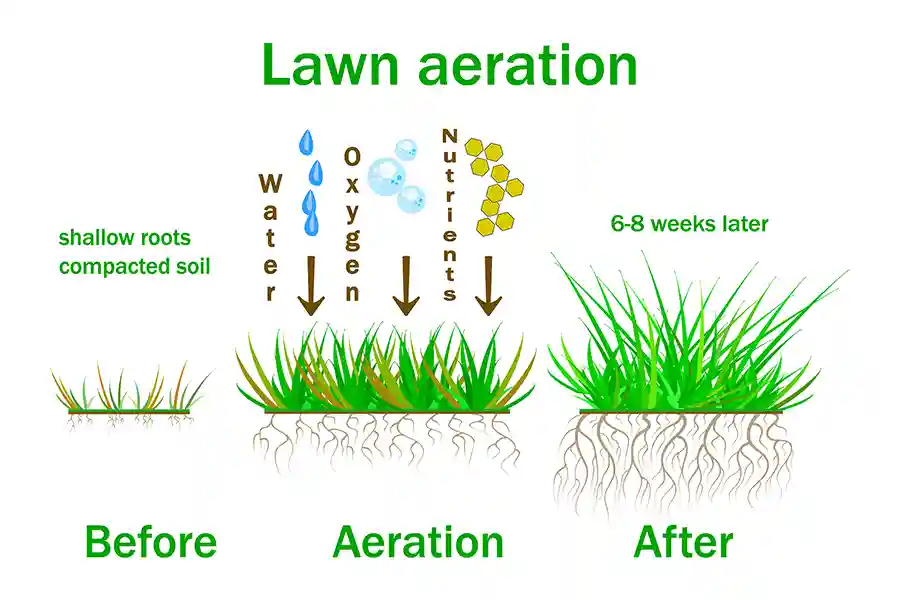 Understanding Aeration with Lawn Panther in NC