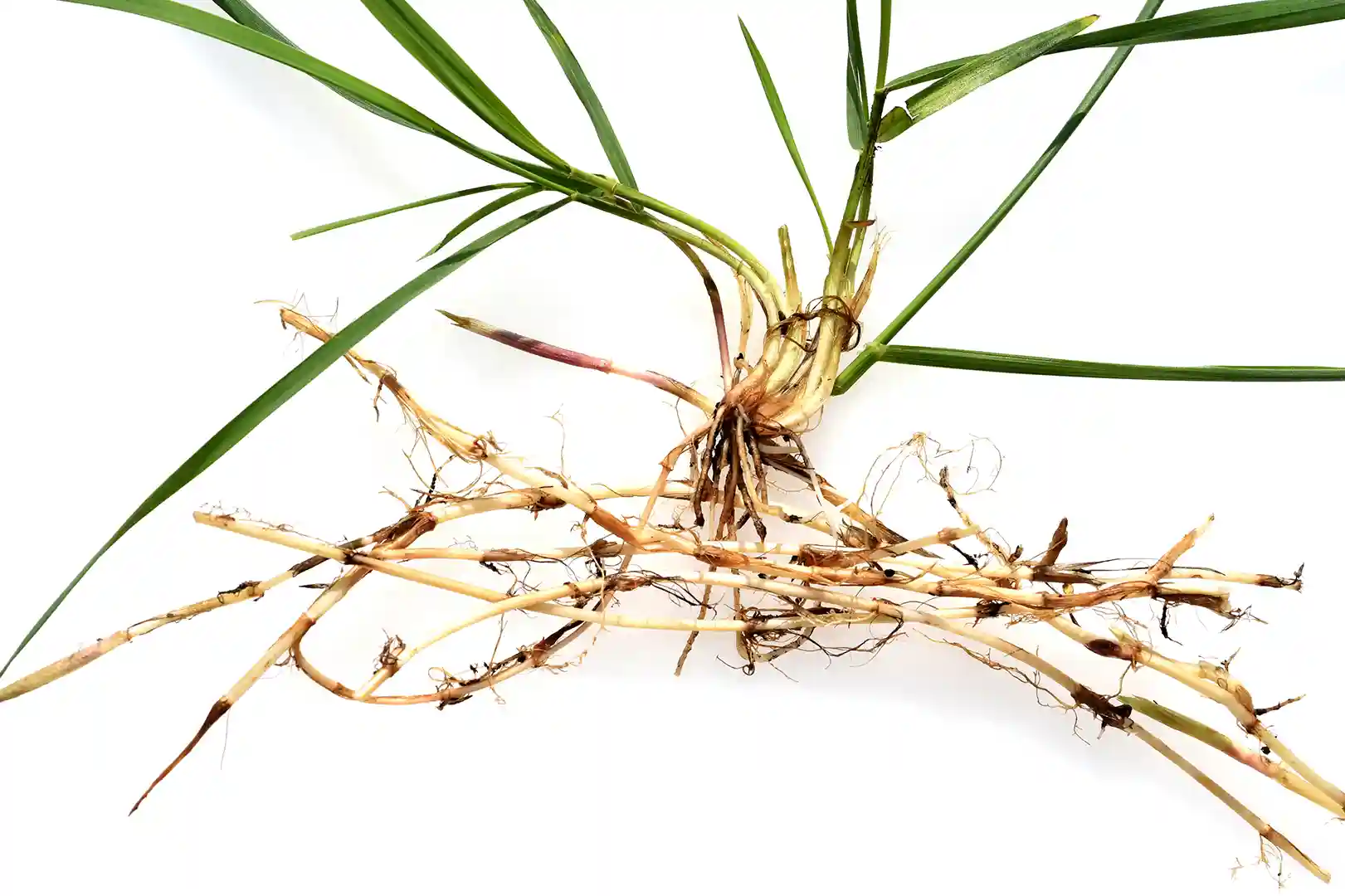 Picture of Bermuda grass stolon and rhizomes