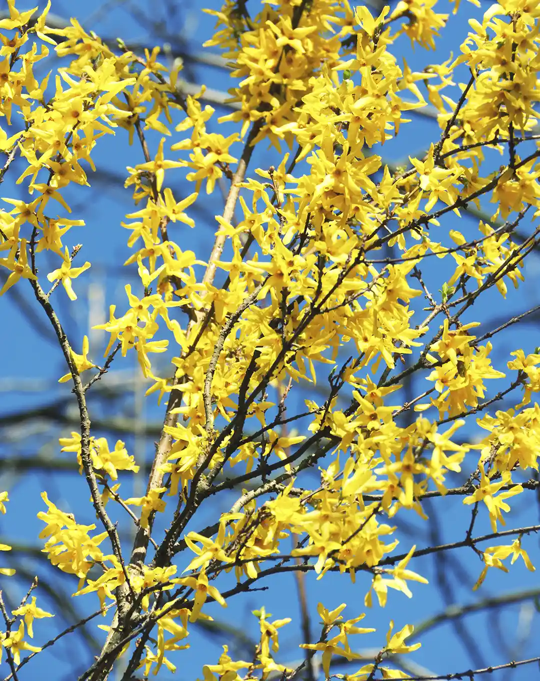 Close up of a forsythia in North Carolina by Lawn Panther