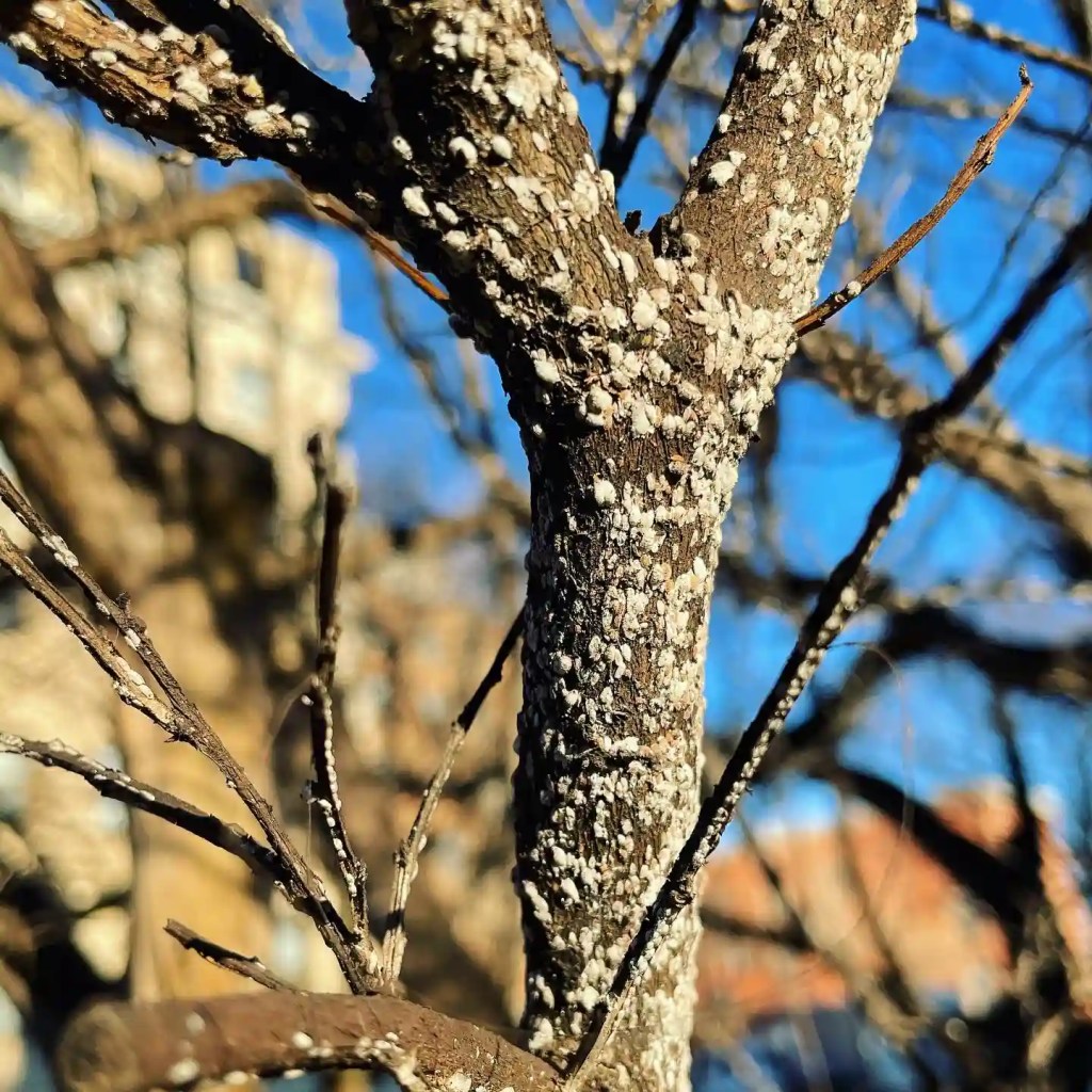Crepe Myrtle Bark Scale