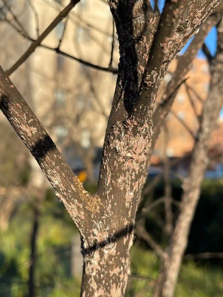 Bark scale on a crepe Myrtle in North Carolina by Lawn Panther