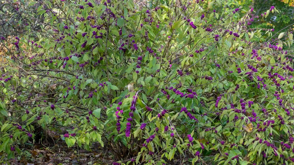 American beautyberry — the magenta berry clusters