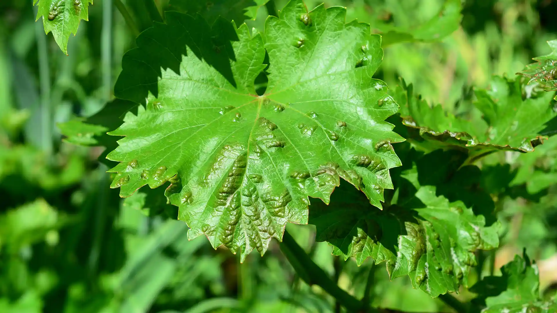 Leaf spot fungus in North Carolina