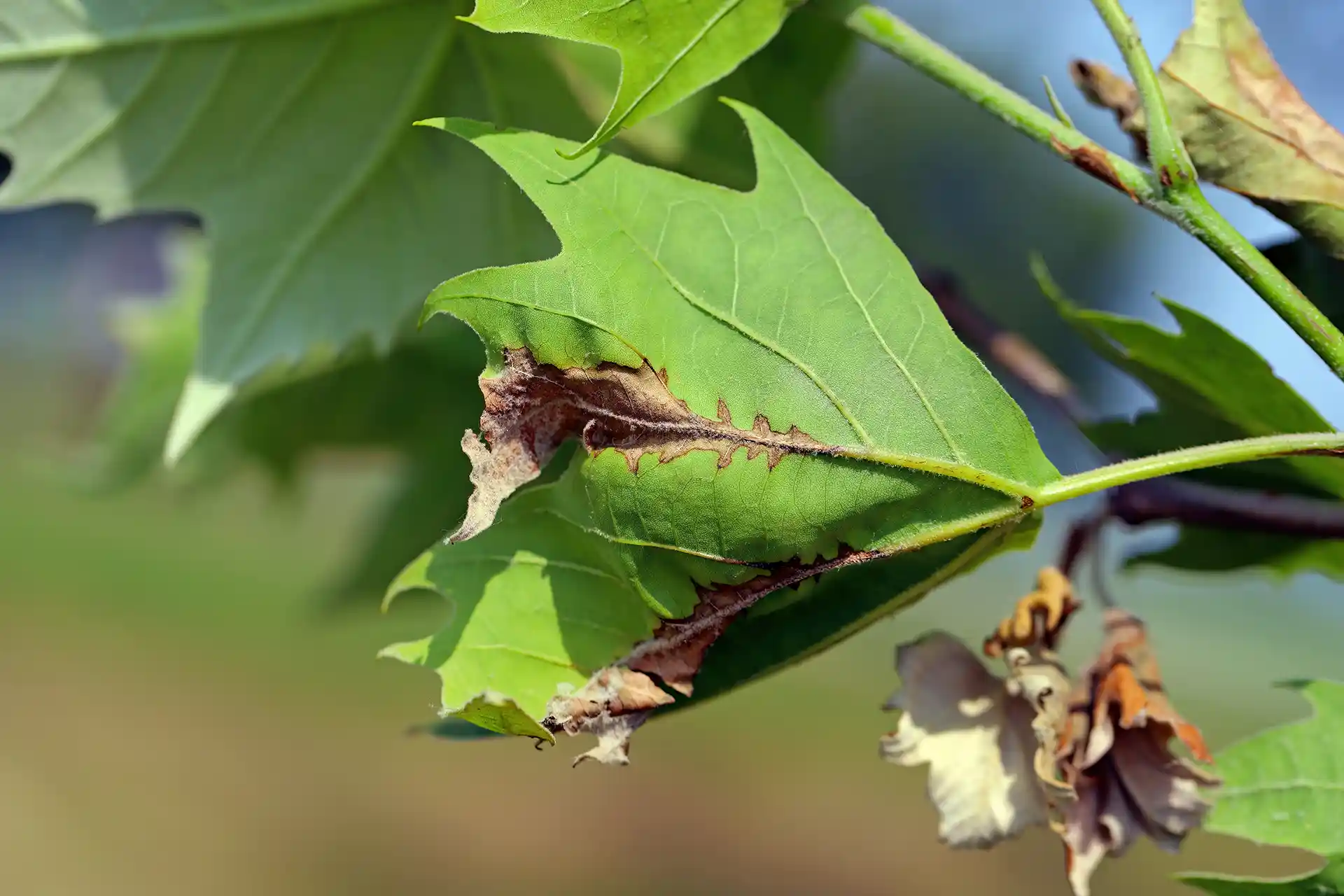 Leaf Spot fungal disease in North Carolina by lawn Panther