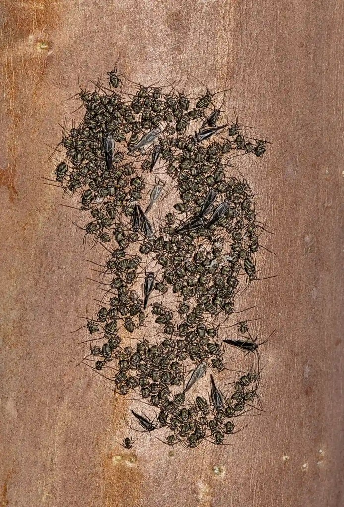 aphids on a Crepe Myrtle branch in North Carolina Lawn Panther