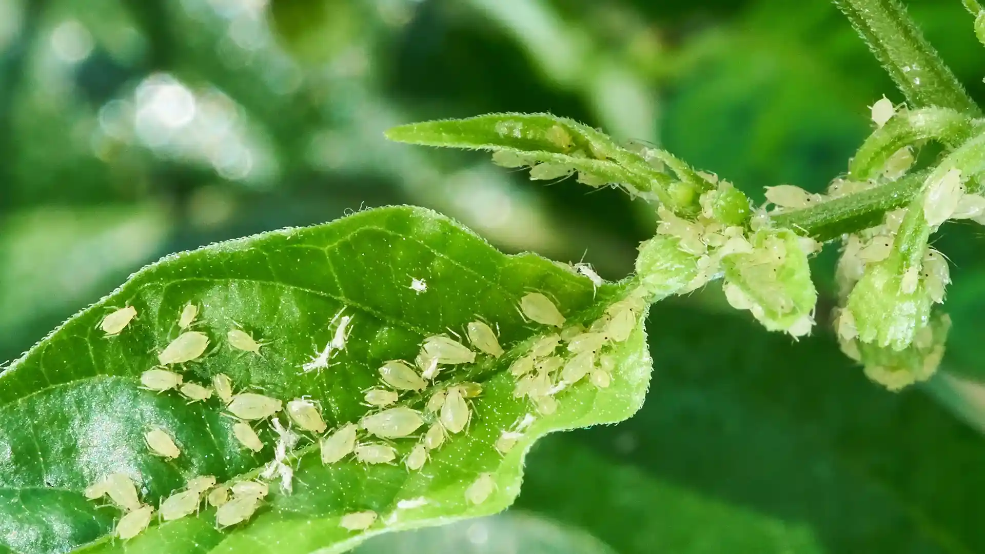 Aphids and sap-sucking pests on a leaf, treated by Lawn Panther in Holly Springs, NC