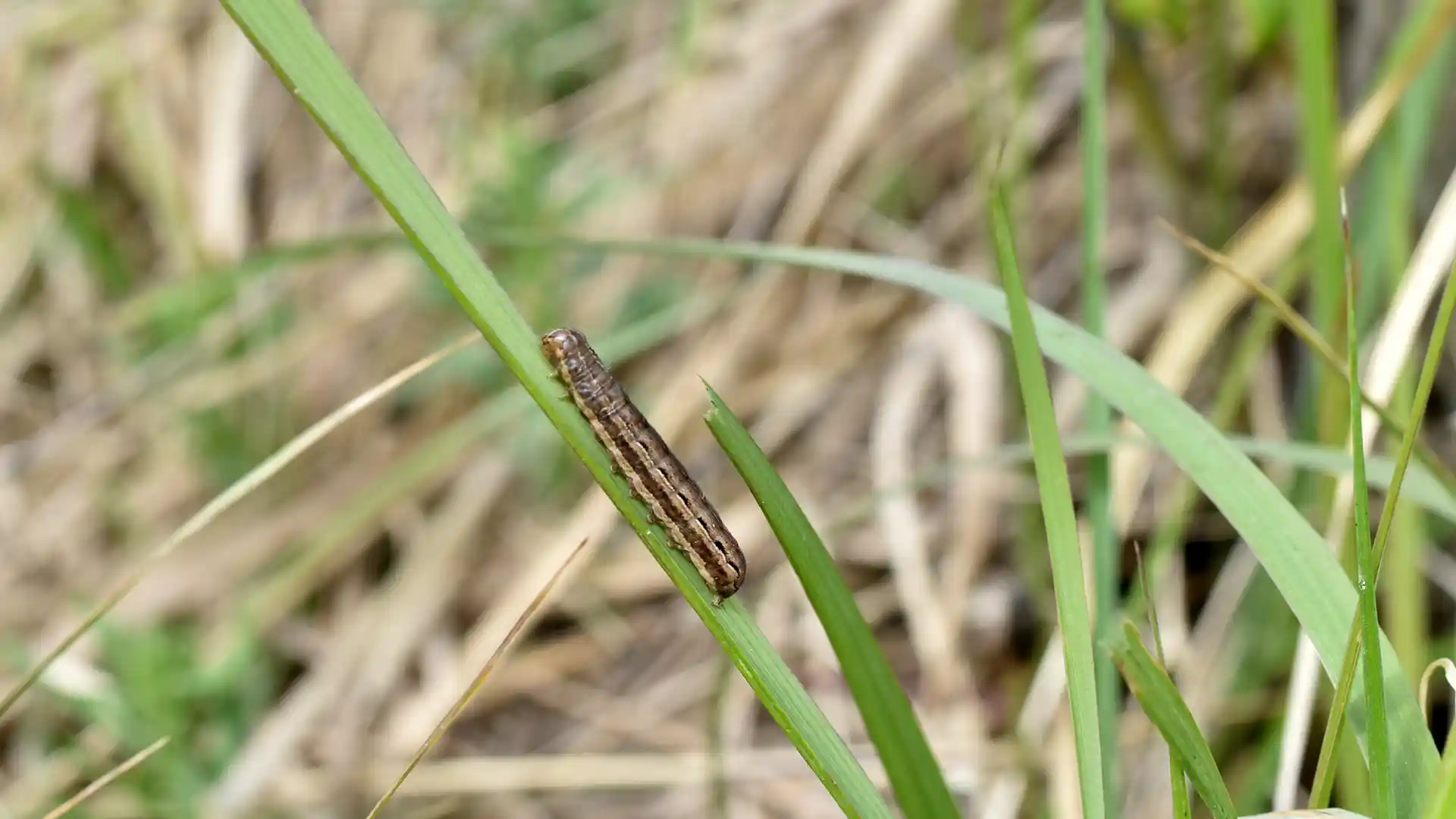 Army Worm in Grass in North Carolina by Lawn Panther
