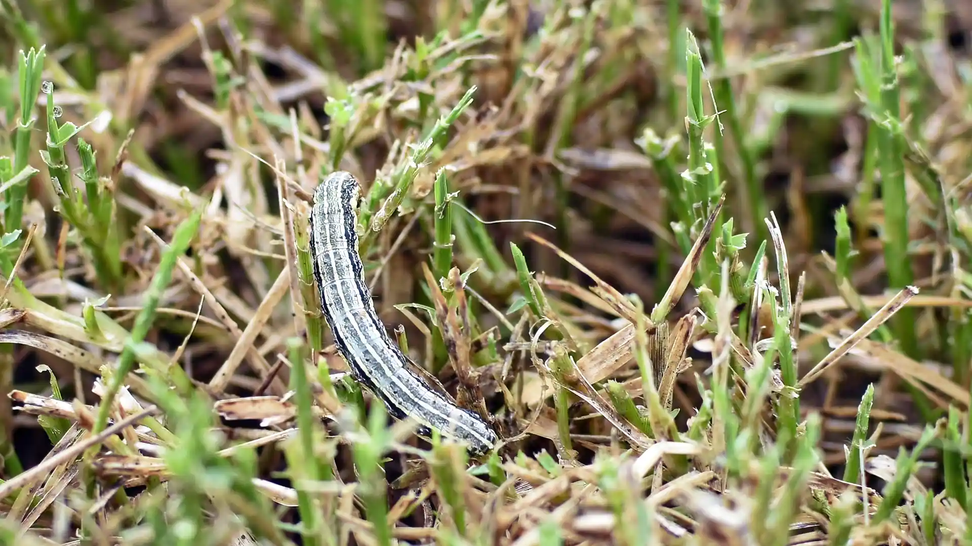 Armyworm in turf in Fuquay-Varina, NC, controlled by Lawn Panther