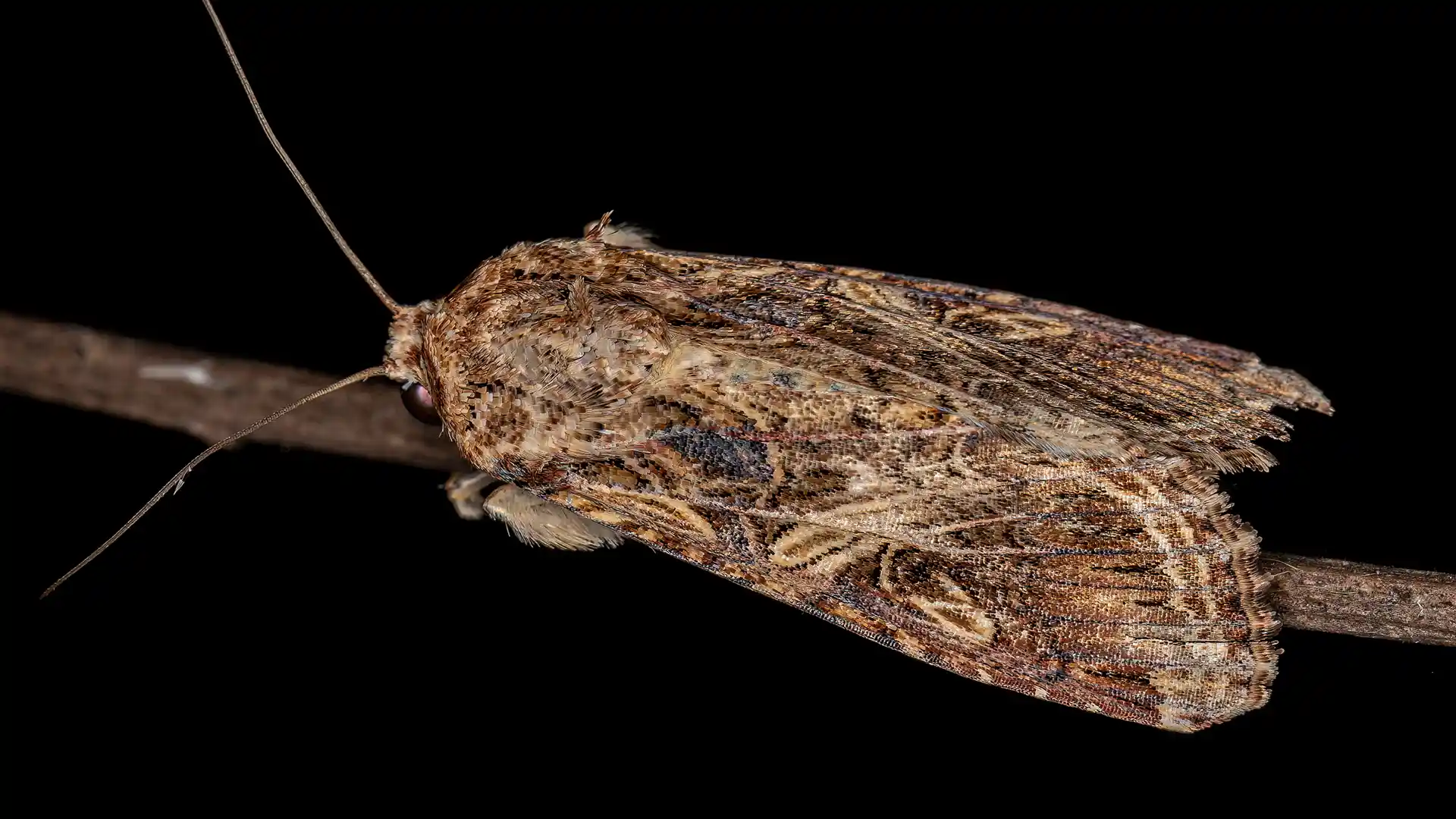 Army worm North Carolina by Lawn Panther