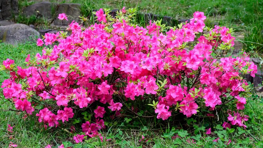 Azalea — pink azalea shrub in a garden