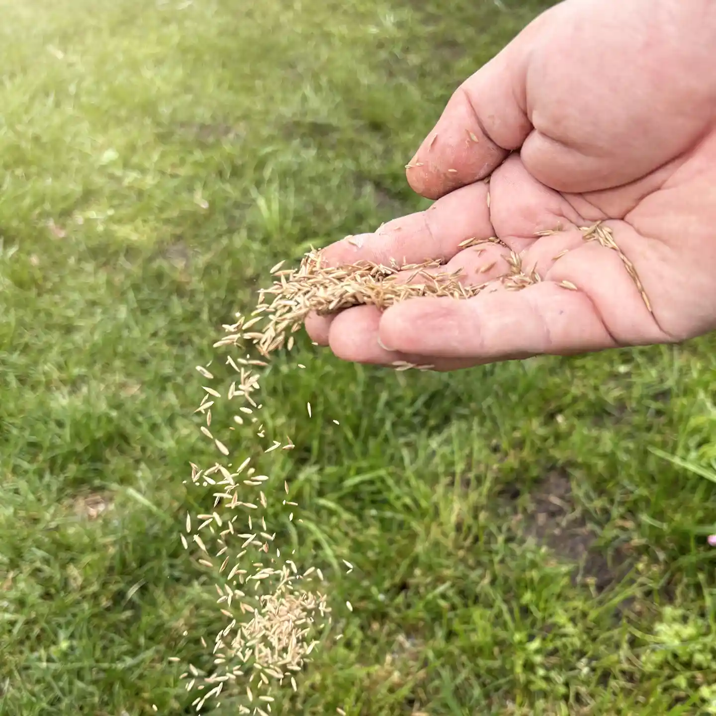 Bermuda seeding by Lawn Panther in North Carolina