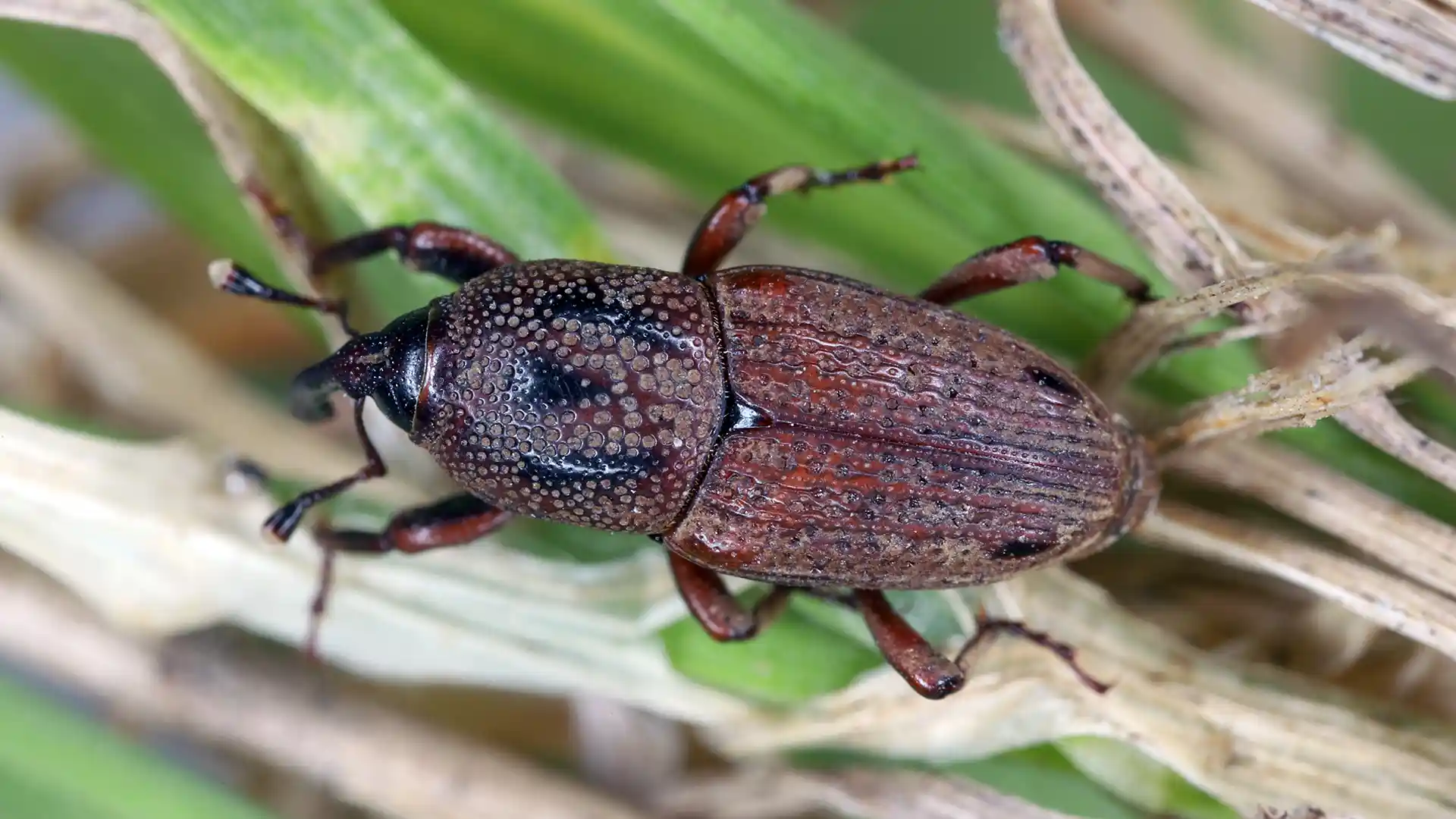 BillBug in North Carolina by Lawn Panther