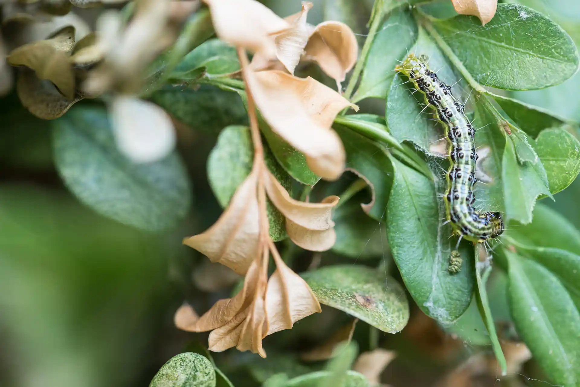 Box Tree Moth devastating a box would shrub in North Carolina by Lawn Panther