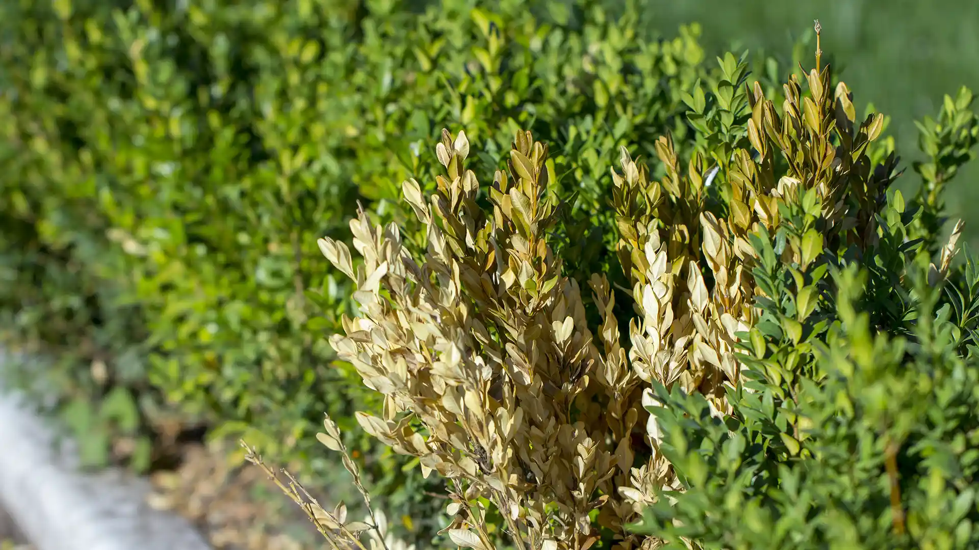 Boxwood blight on shrubs, treated by Lawn Panther in Holly Springs, NC