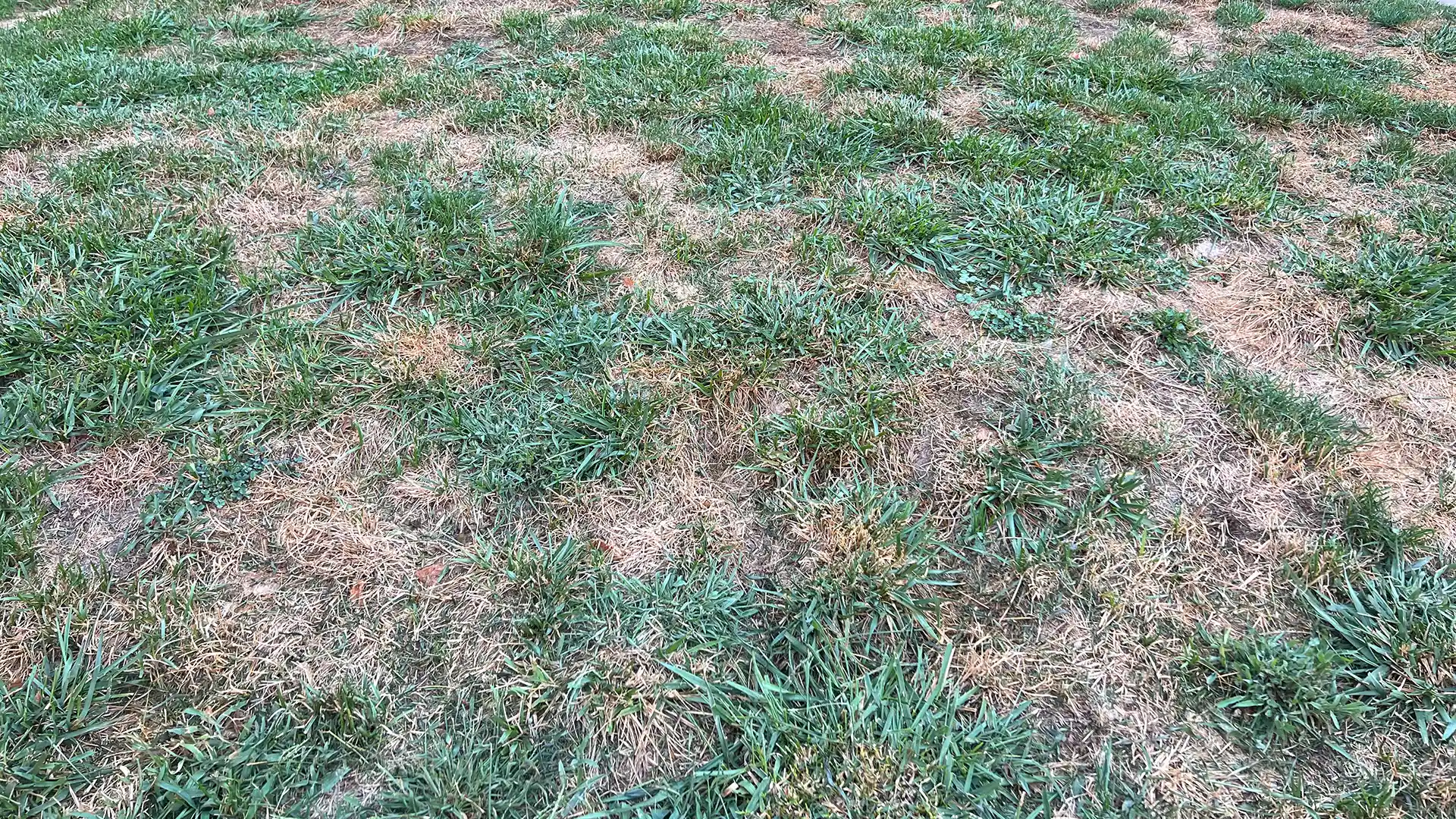 Brown patch in fescue in Fuquay-Varina, NC, treated by Lawn Panther