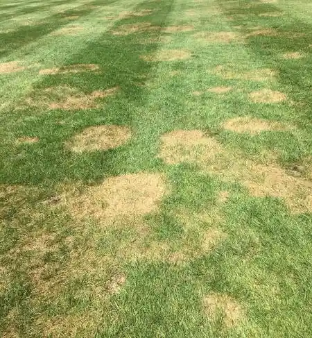 Classic brow patch in North Carolina lawn by Lawn Panther