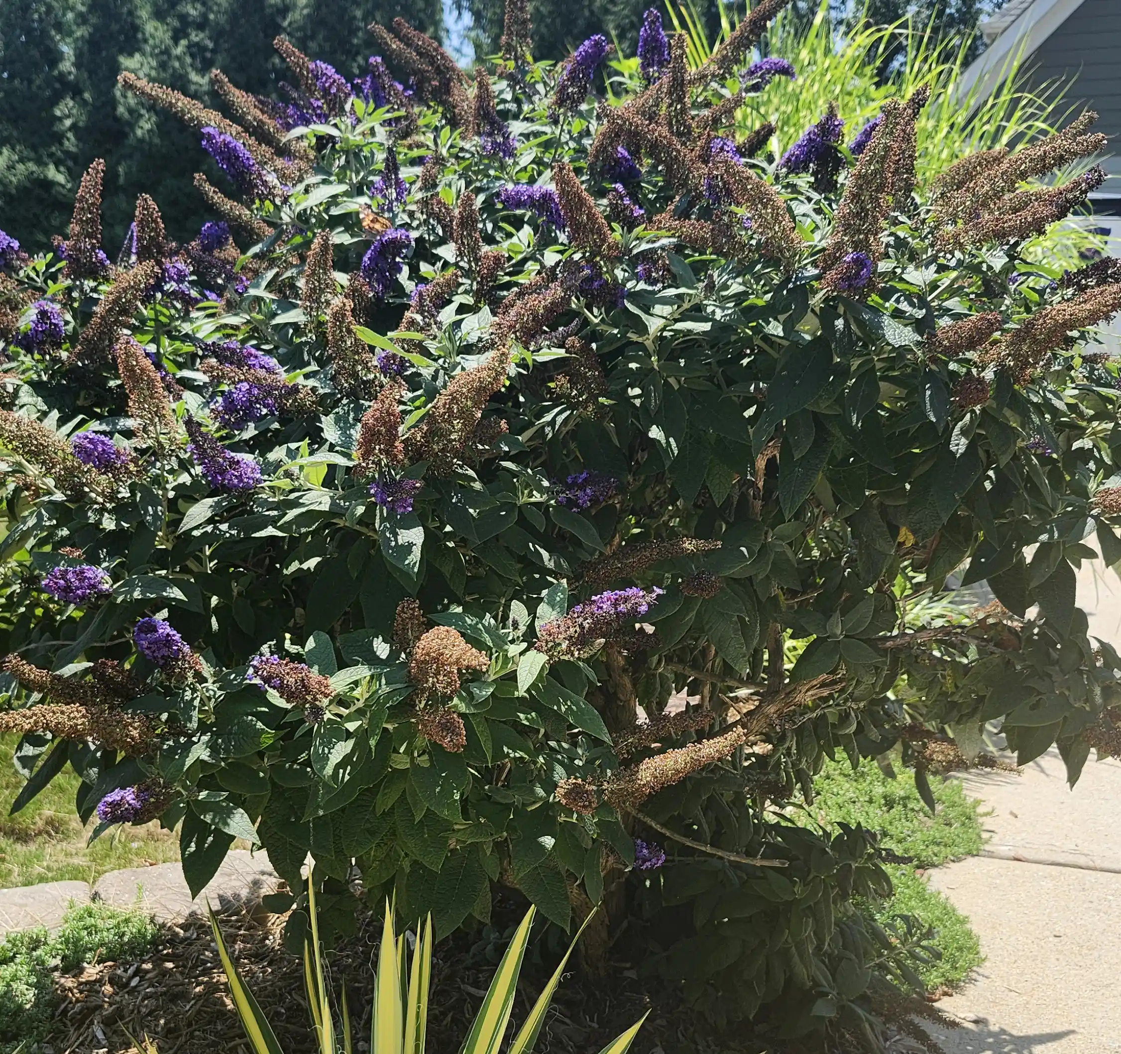 Dwarf Butterfly Bush with Purple Flowers in North Carolina by Lawn Panther