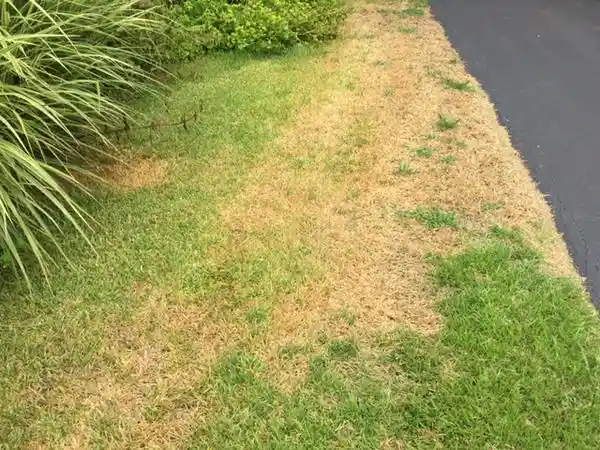 Chinch Bug damage in North Carolina on Saint Augustine grass by B. Royals, NC State University