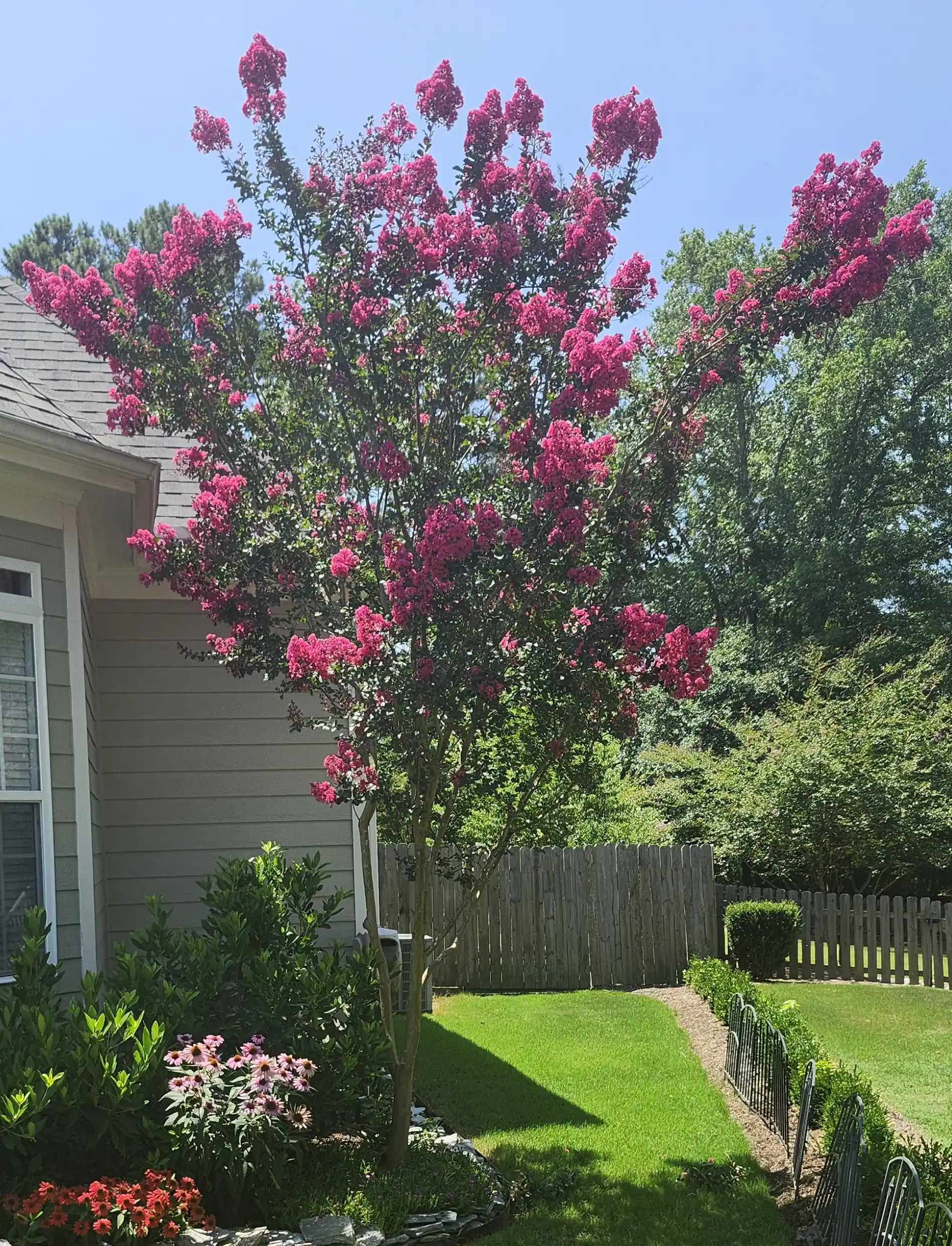 Crape Myrtle in North Carolina by Lawn Panther
