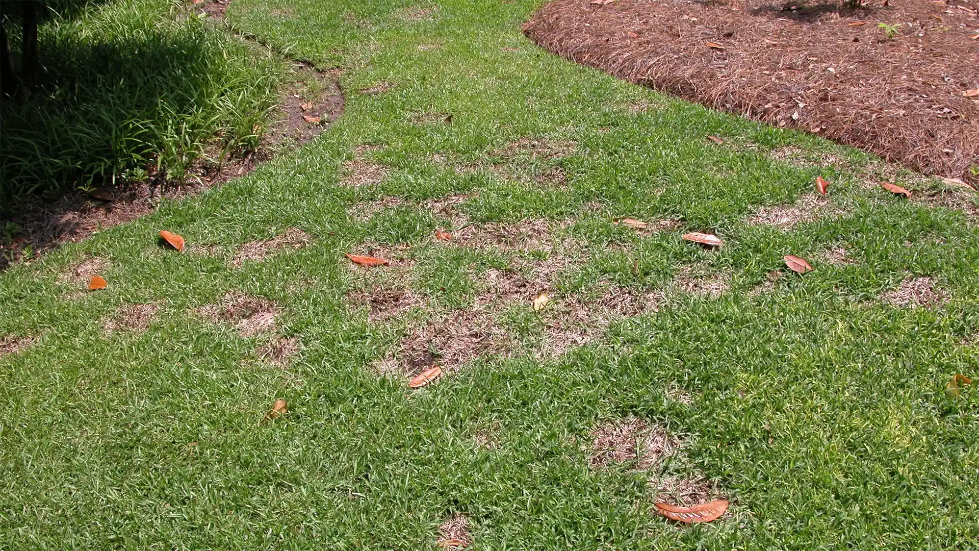 Dollar spot fungal growth (mycelium) on a lawn in North Carolina