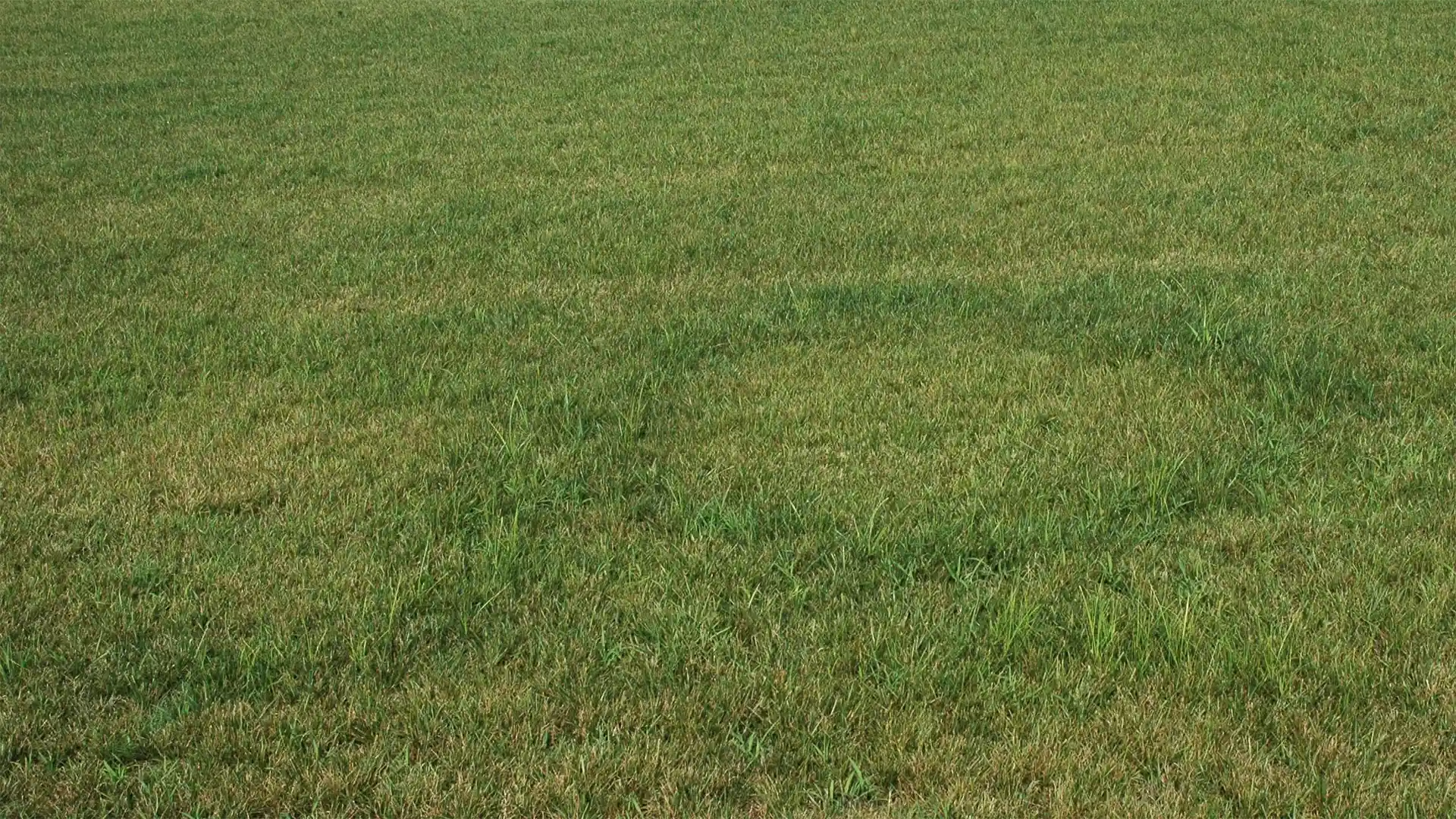Fairy ring in Fuquay-Varina, NC, treated by Lawn Panther