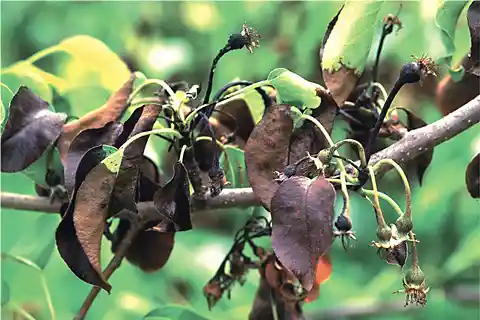 Fire blight on a pear branch