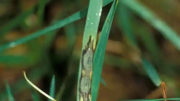 Gray leaf spot in Fuquay-Varina, NC, treated by Lawn Panther