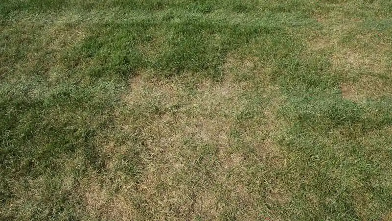Gray leaf spot on fescue compared with brown patch