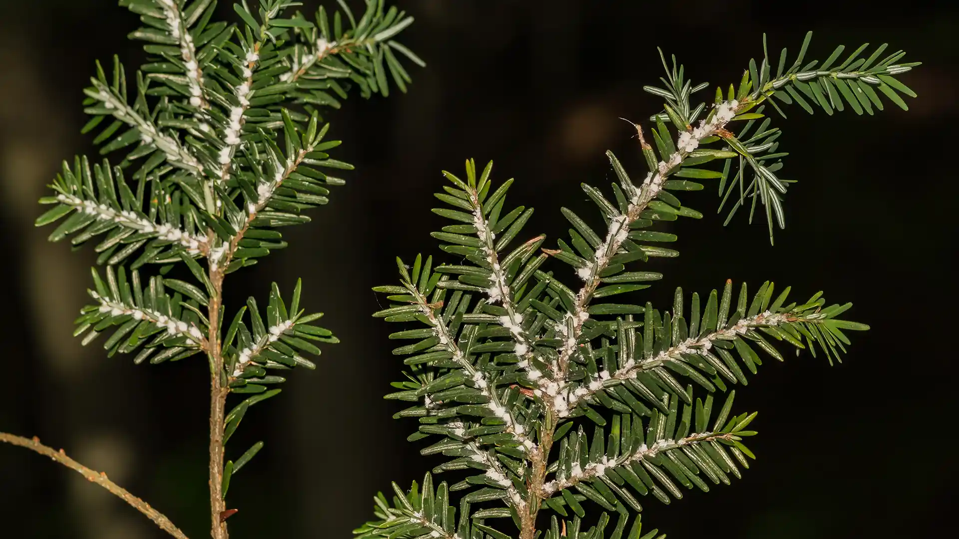 Hemlock Woolly Adelgid In North Carolina by Lawn Panther