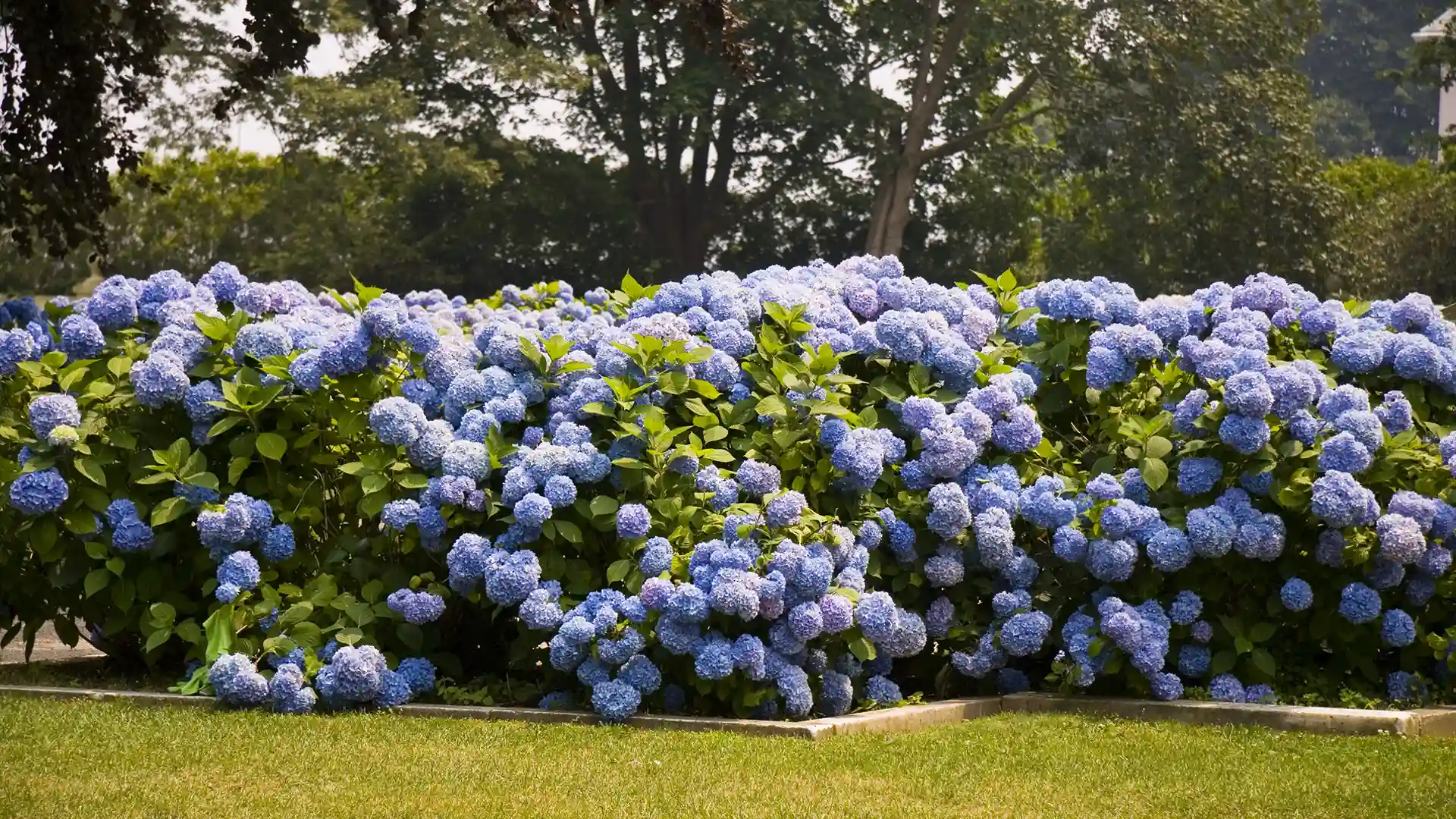 Blue bigleaf mophead hydrangea shrubs in North Carolina by Lawn Panther